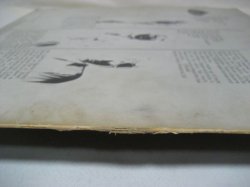 画像11: CREAM / Fresh Cream